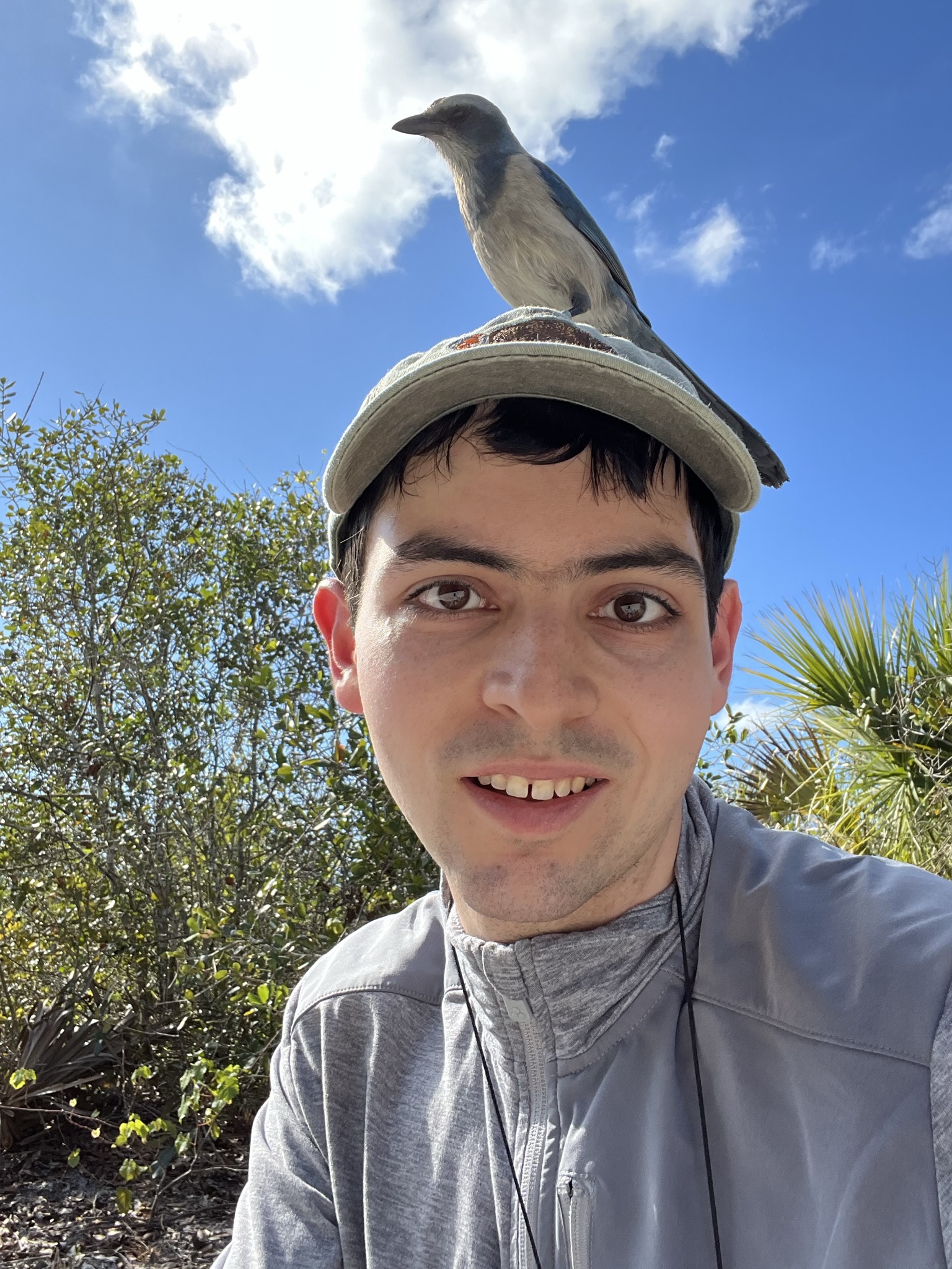 picture of a florida scrub jay resting on my head