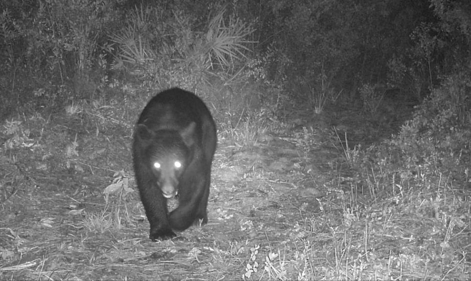 picture of a black bear on a camera trap