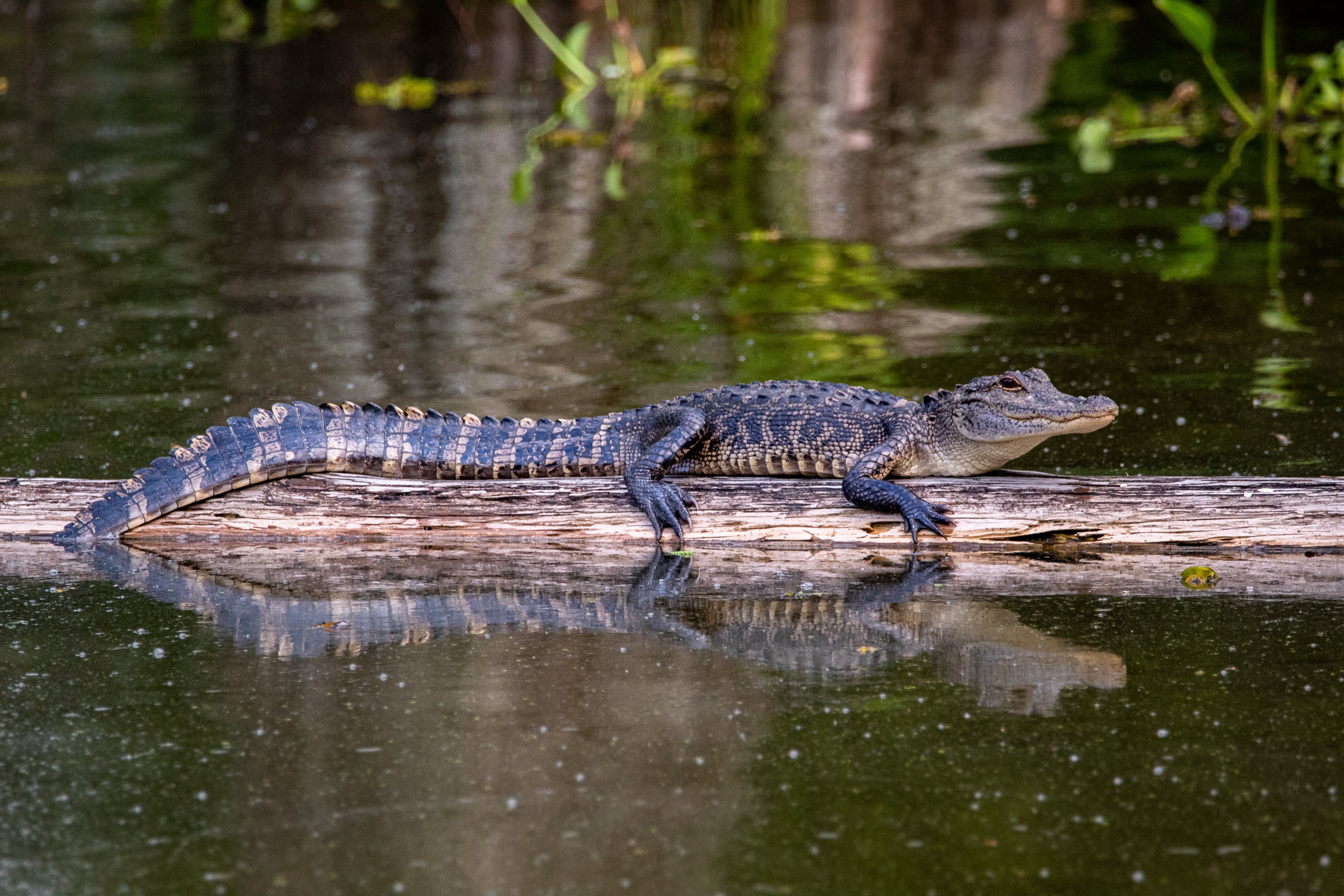 picture of an alligator