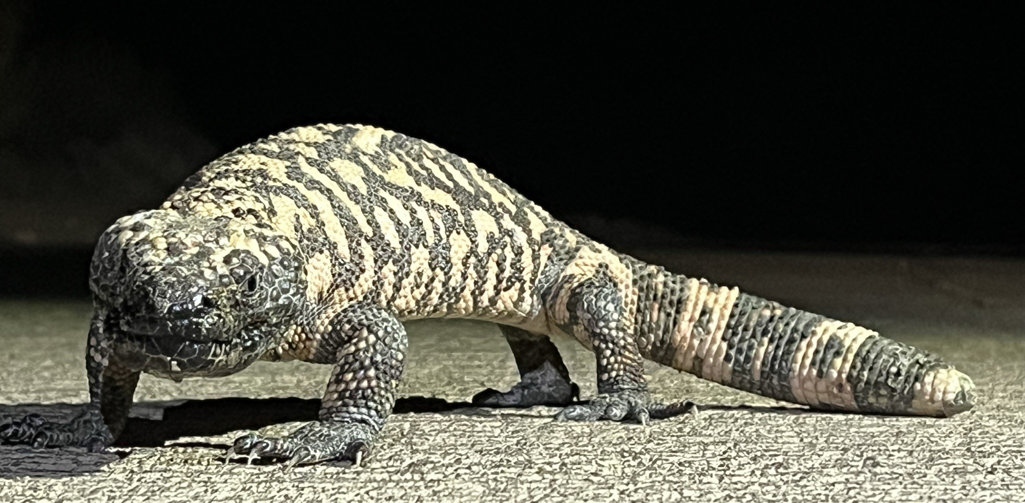 a gila monster