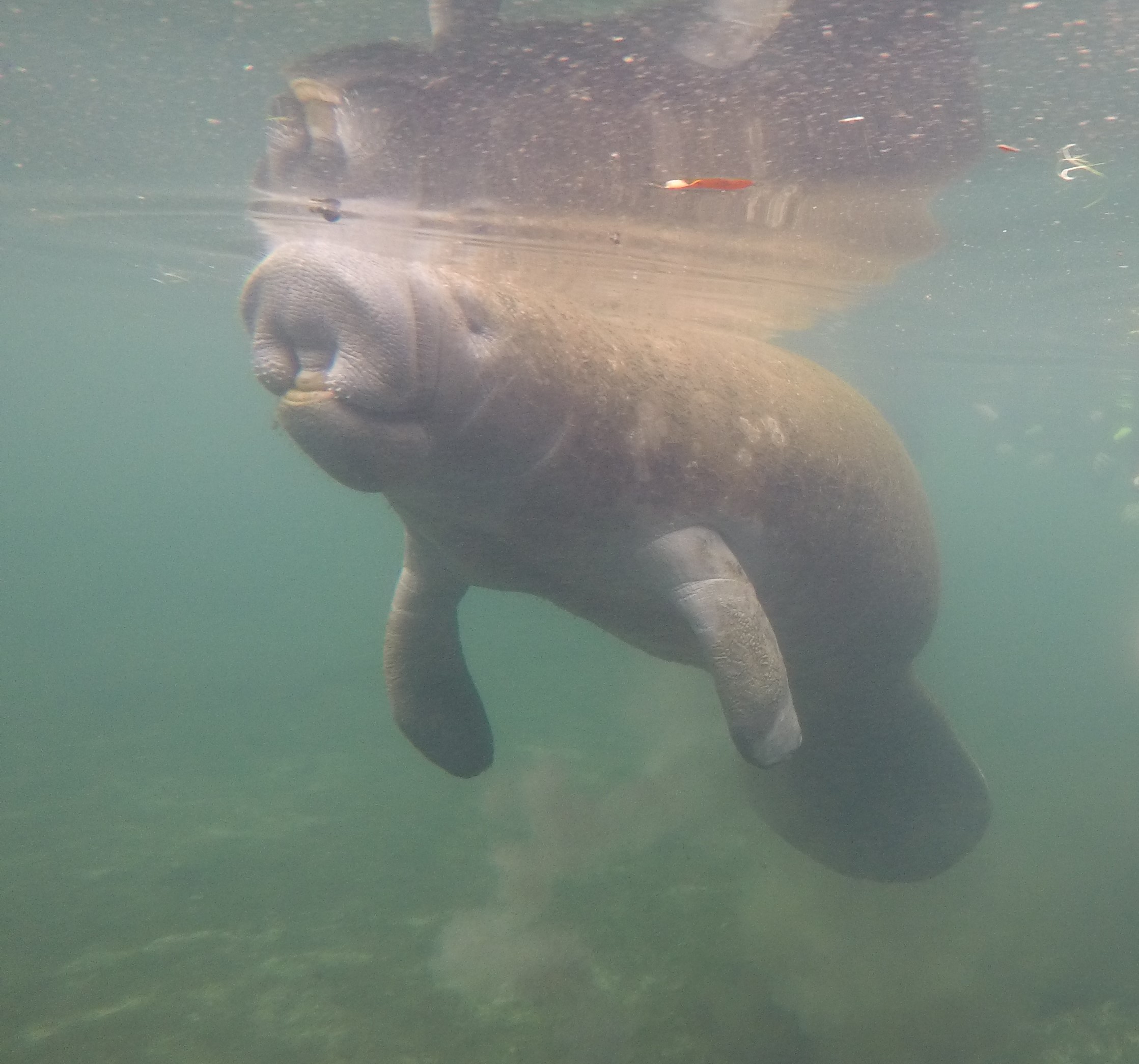  picture of a manatee