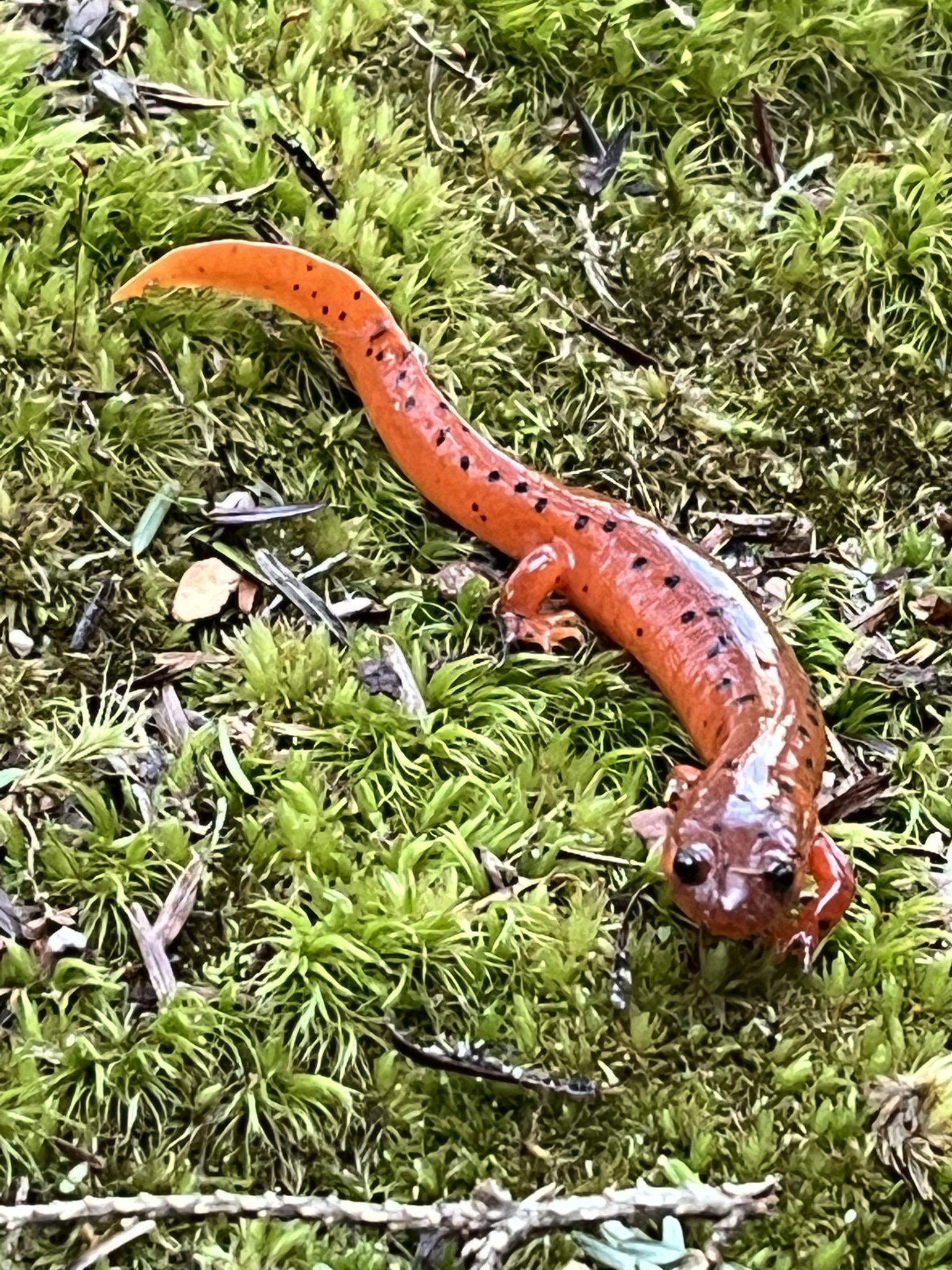 picture of a mud salamander