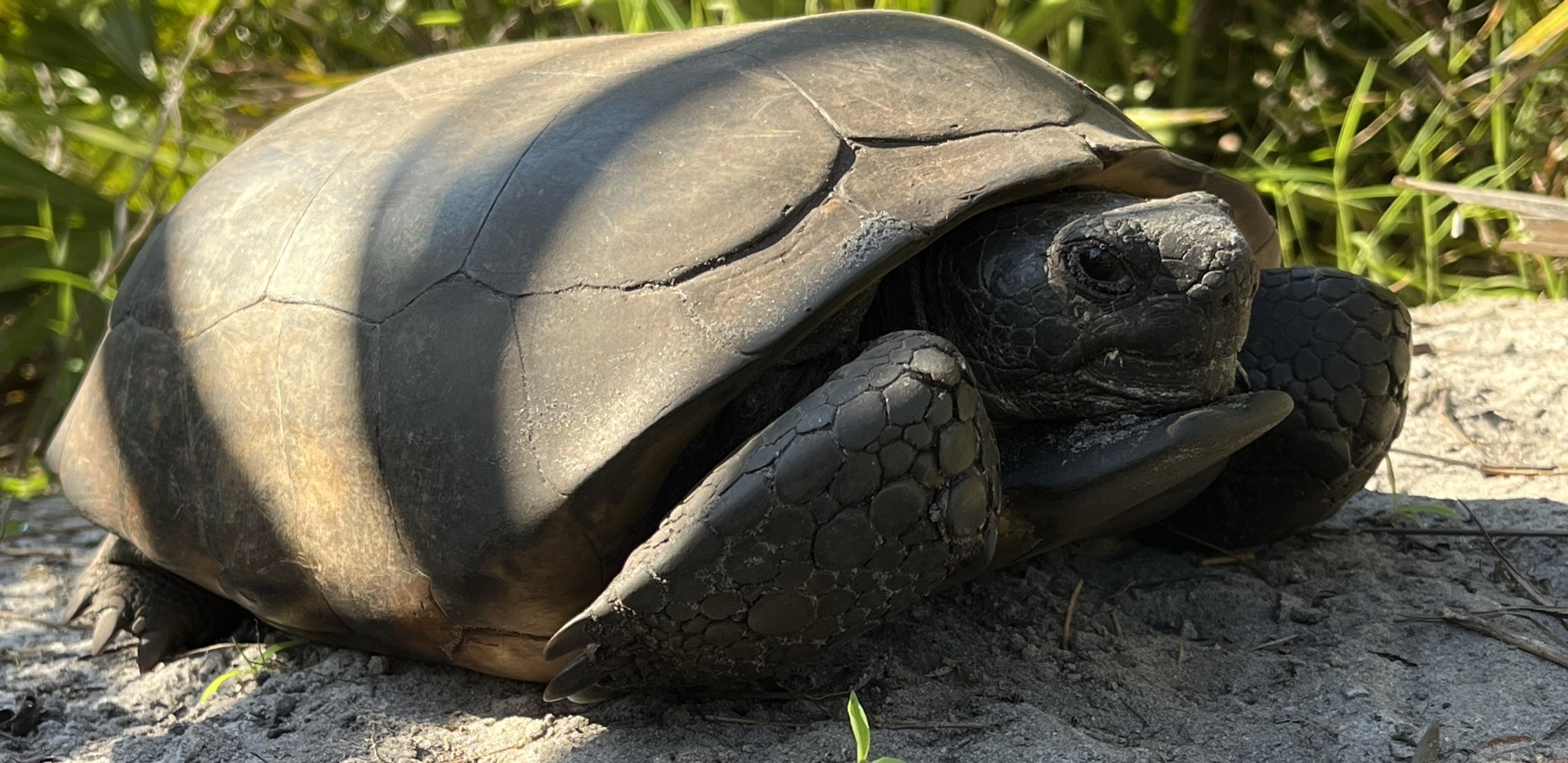 picture of a gopher tortoise